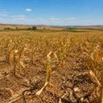 Champ de maïs asséché avec des plants flétris et un sol craquelé sous un ciel clair, symbole de sécheresse et de crise agricole