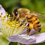 Abeille en gros plan en train de butiner une fleur claire, avec du pollen visible sur ses pattes et un arrière-plan naturel flou.