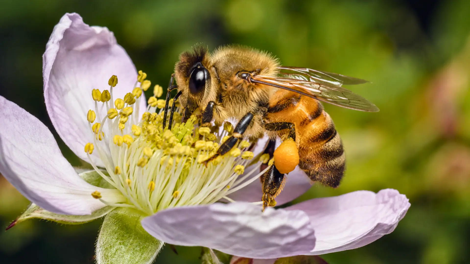 Abeille en gros plan en train de butiner une fleur claire, avec du pollen visible sur ses pattes et un arrière-plan naturel flou.