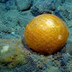 Orbe doré mystérieux découvert sur un rocher dans les profondeurs du golfe d’Alaska lors d’une mission sous-marine scientifique