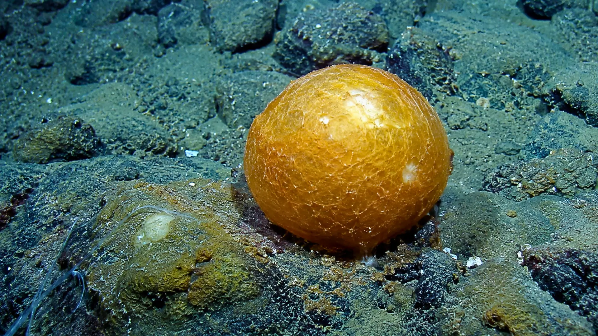 Orbe doré mystérieux découvert sur un rocher dans les profondeurs du golfe d’Alaska lors d’une mission sous-marine scientifique