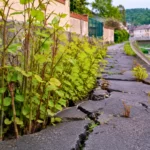 Renouée du Japon poussant à travers un trottoir fissuré près d’une rivière dans une ville européenne