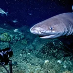 Requin des profondeurs filmé près d’une caméra infrarouge à 240 mètres sous la mer en Indonésie