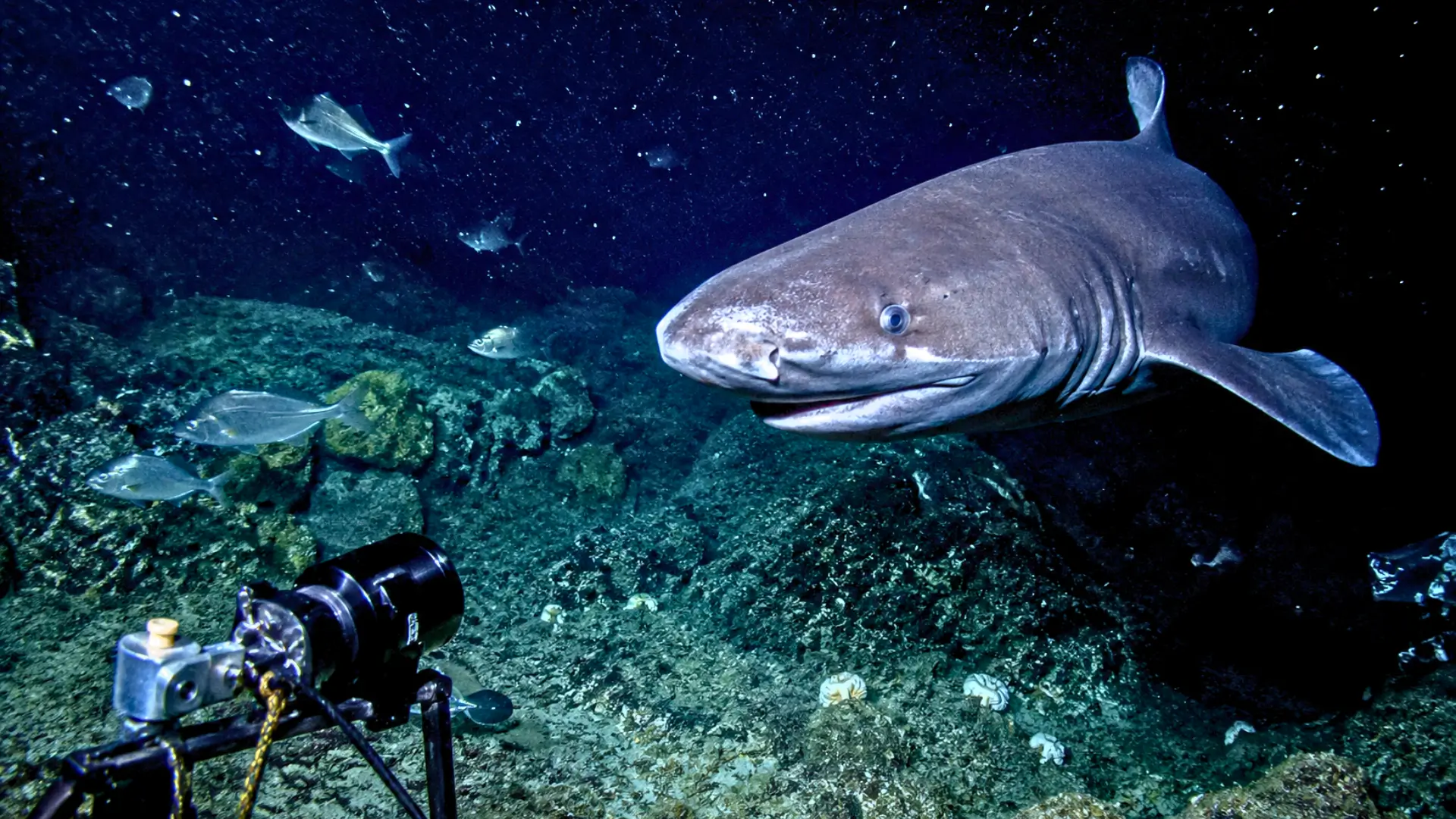 Requin des profondeurs filmé près d’une caméra infrarouge à 240 mètres sous la mer en Indonésie