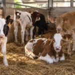 Plusieurs veaux dans une étable paillée, certains debout et d’autres couchés, illustrant une étude sur l’apprentissage des bovins en élevage.