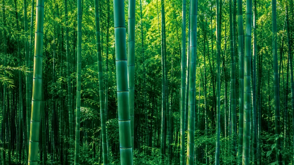 Forêt dense de bambous verts éclairée par la lumière naturelle, symbole de la recherche sur un bioplastique durable issu du bambou.