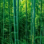 Forêt dense de bambous verts éclairée par la lumière naturelle, symbole de la recherche sur un bioplastique durable issu du bambou.