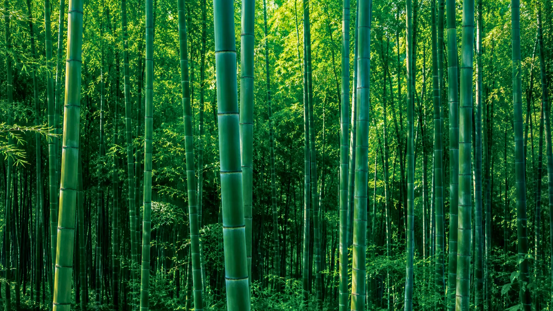 Forêt dense de bambous verts éclairée par la lumière naturelle, symbole de la recherche sur un bioplastique durable issu du bambou.