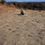 Paléontologues examinant une vaste dalle rocheuse couverte d’empreintes fossilisées de dinosaures dans le parc national de Torotoro, en Bolivie.