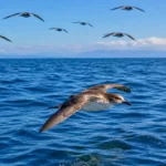 Puffin volant au ras de l’océan Pacifique lors de sa migration entre l’Australie et l’Alaska