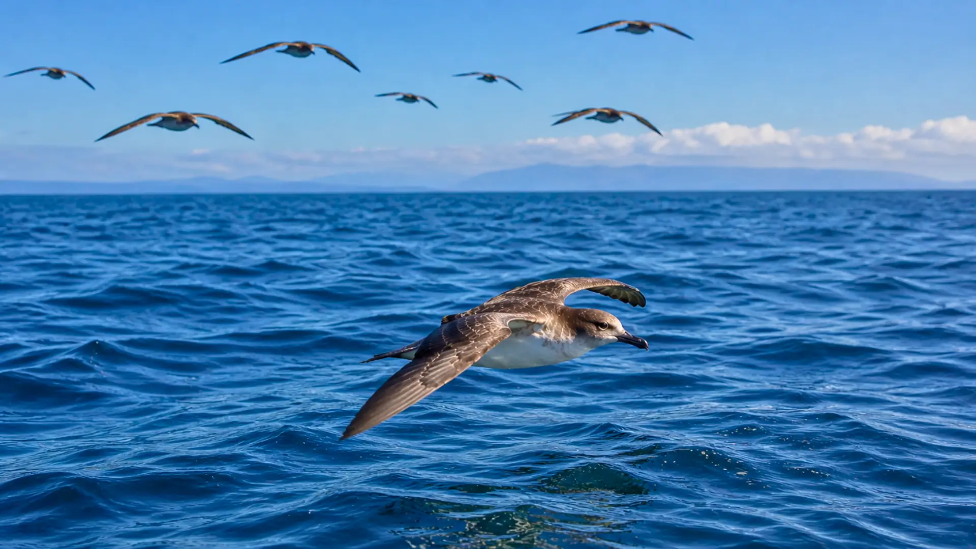 Puffin volant au ras de l’océan Pacifique lors de sa migration entre l’Australie et l’Alaska