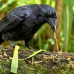 Corbeau noir de Nouvelle-Calédonie tenant une brindille courbée sur un tronc moussu dans une forêt tropicale.