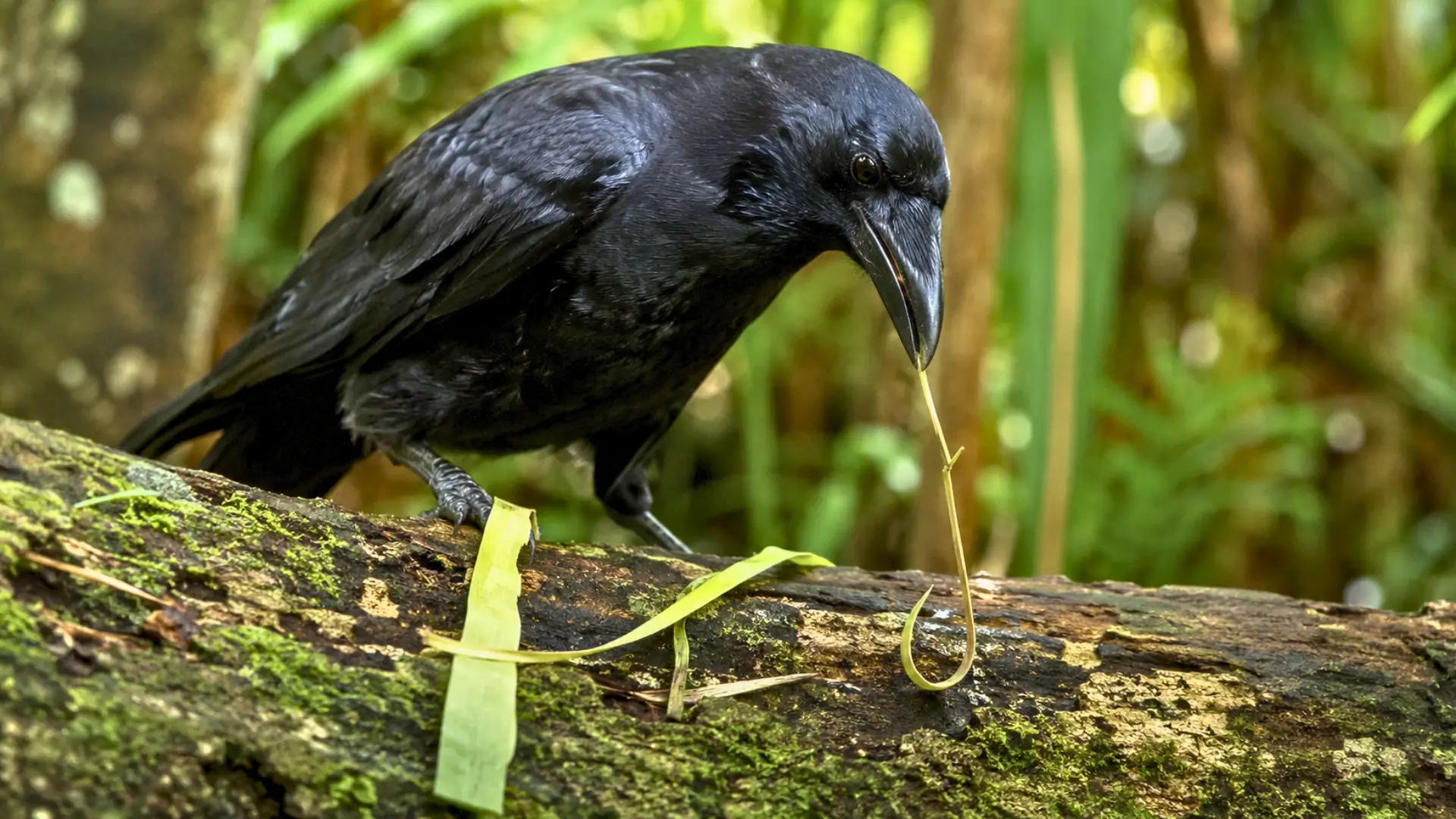 Corbeau noir de Nouvelle-Calédonie tenant une brindille courbée sur un tronc moussu dans une forêt tropicale.