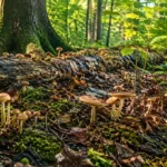 Champignons poussant sur un sol forestier humide, près d’un tronc couché et de jeunes pousses éclairées par la lumière du sous-bois.