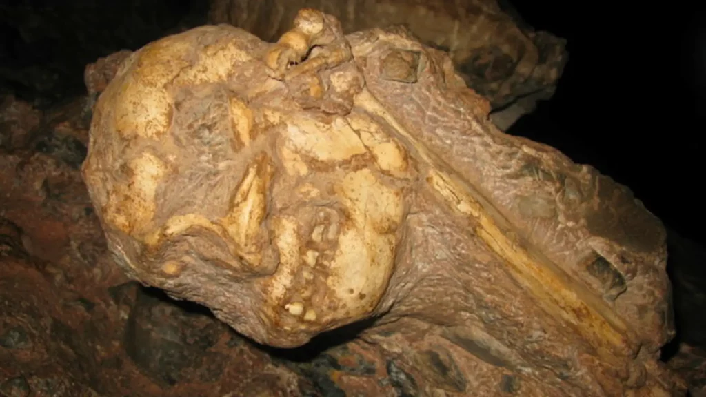 Crâne et humérus du fossile Little Foot en cours de dégagement dans la roche à Sterkfontein