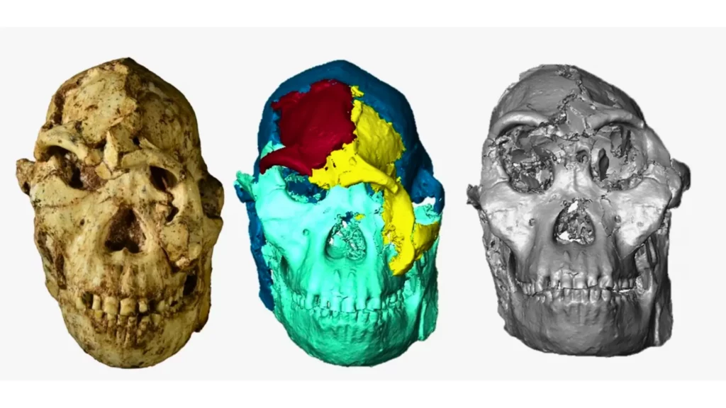 Comparaison crâne original, modèle 3D et reconstruction faciale de Little Foot
