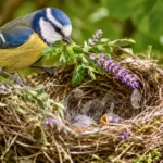 Mésange ajoutant des plantes aromatiques dans un nid avec oisillons.