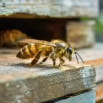 Abeille africaine en gros plan sur une ruche en bois, avec un arrière-plan naturel flou.