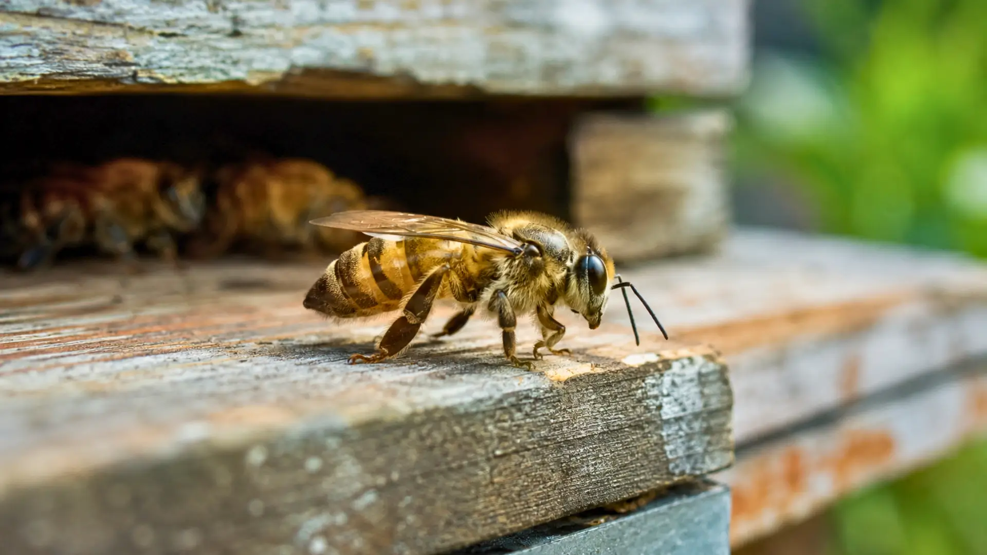 Abeille africaine en gros plan sur une ruche en bois, avec un arrière-plan naturel flou.