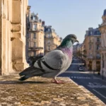 Pigeon gris aux reflets verts et violets posé sur un rebord de pierre, avec une rue urbaine et des immeubles anciens en arrière-plan.