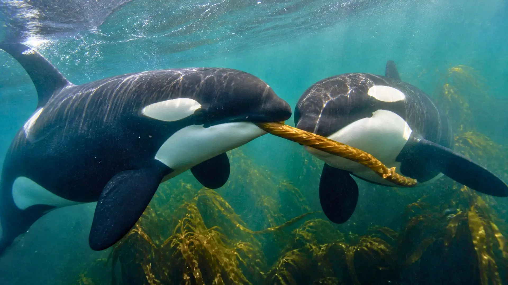 Deux orques sous l’eau font rouler une tige de varech entre elles.