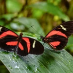 Deux papillons Heliconius noirs et rouges posés sur une feuille tropicale humide.