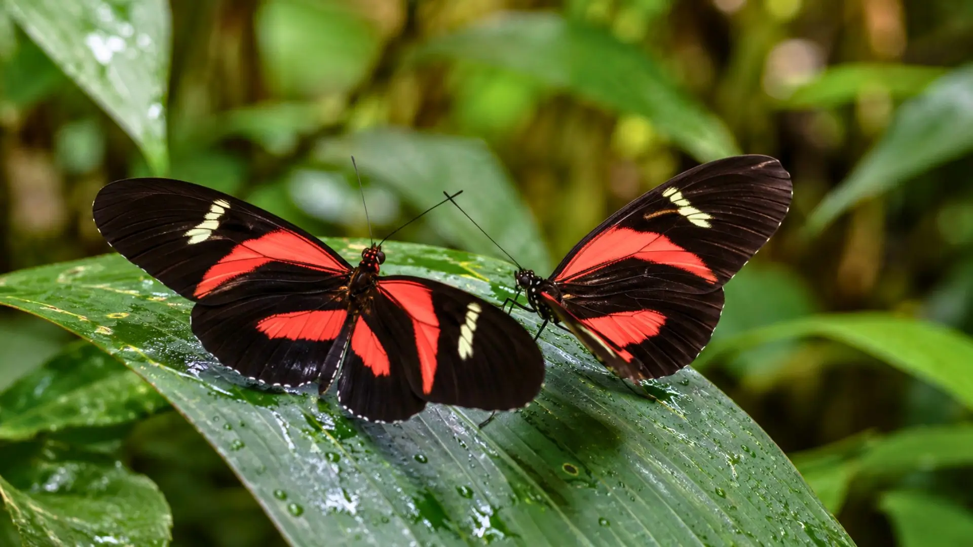 Deux papillons Heliconius noirs et rouges posés sur une feuille tropicale humide.