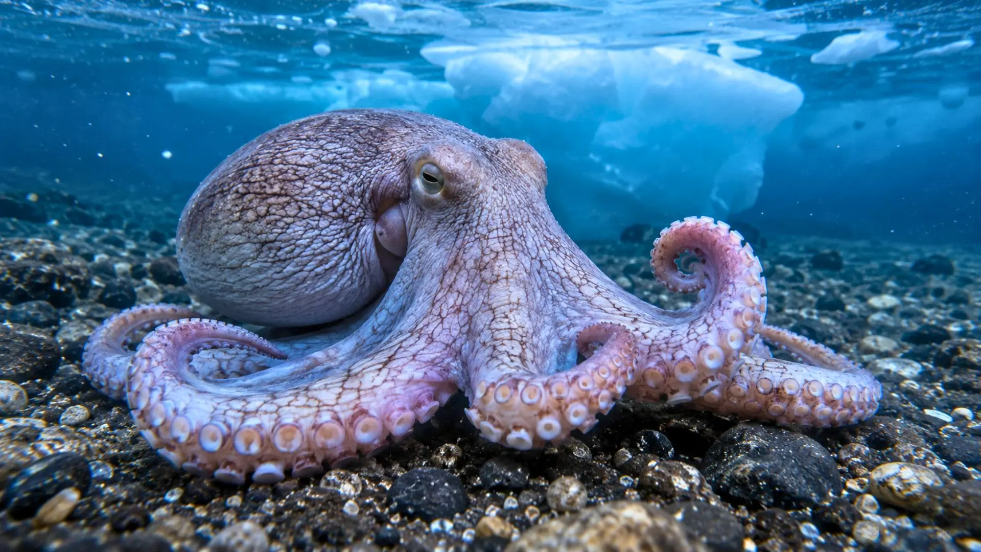 Pieuvre antarctique sur un fond rocheux sous une eau glaciale bleutée.