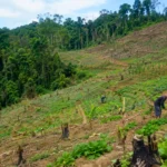Pente tropicale défrichée avec cultures paysannes, souches d’arbres et forêt dense en recul à l’arrière-plan.