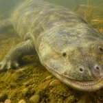 Un grand tétrapode aquatique préhistorique repose sur un fond de lac verdâtre, la mâchoire entrouverte dans une eau peu profonde.