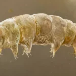 Tardigrade isolé observé au microscope sur fond neutre, corps translucide détaillé.