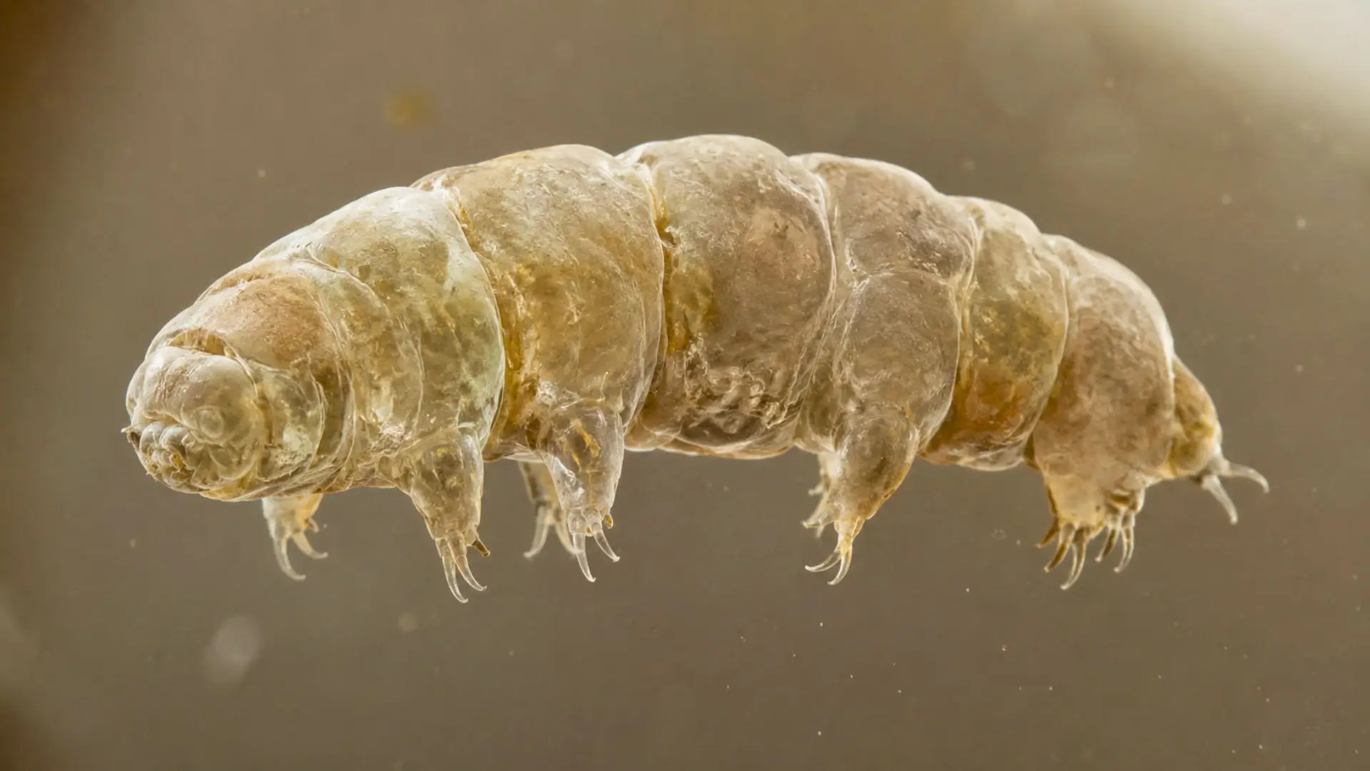 Tardigrade isolé observé au microscope sur fond neutre, corps translucide détaillé.