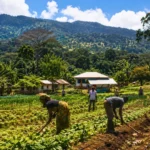 Agriculteurs travaillant dans des champs cultivés près d’un village rural, avec une forêt tropicale préservée et des montagnes en arrière-plan.