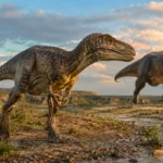 Nanotyrannus adulte marchant au premier plan avec un Tyrannosaurus rex en arrière-plan dans la formation Hell Creek