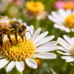 Abeille posée sur une fleur blanche aux pétales visibles dans une prairie.