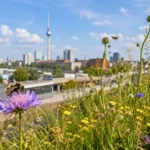 Abeilles sauvages butinant des fleurs urbaines avec Berlin en arrière-plan.