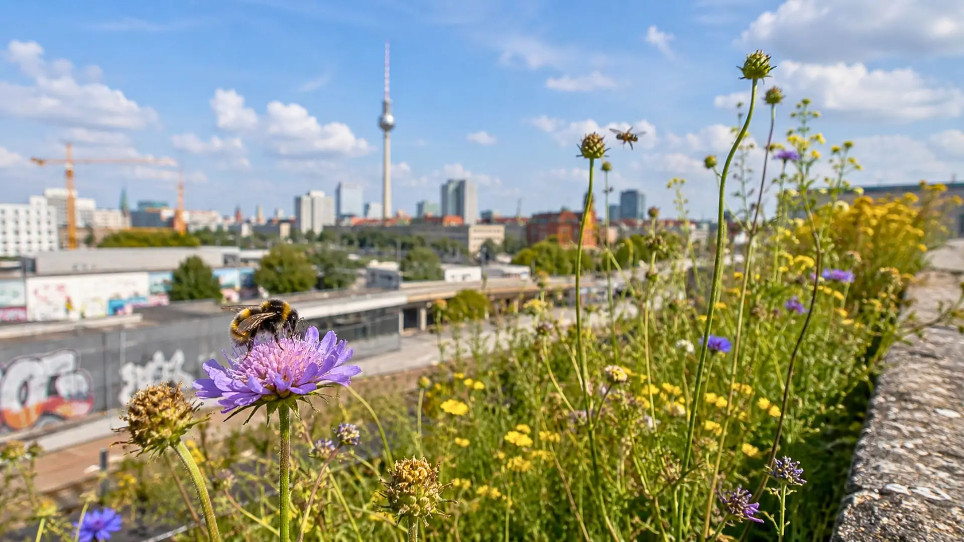 Abeilles sauvages butinant des fleurs urbaines avec Berlin en arrière-plan.