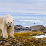 Ours polaire marchant sur une toundra rocheuse, avec des morceaux de banquise au loin sous un ciel gris arctique.