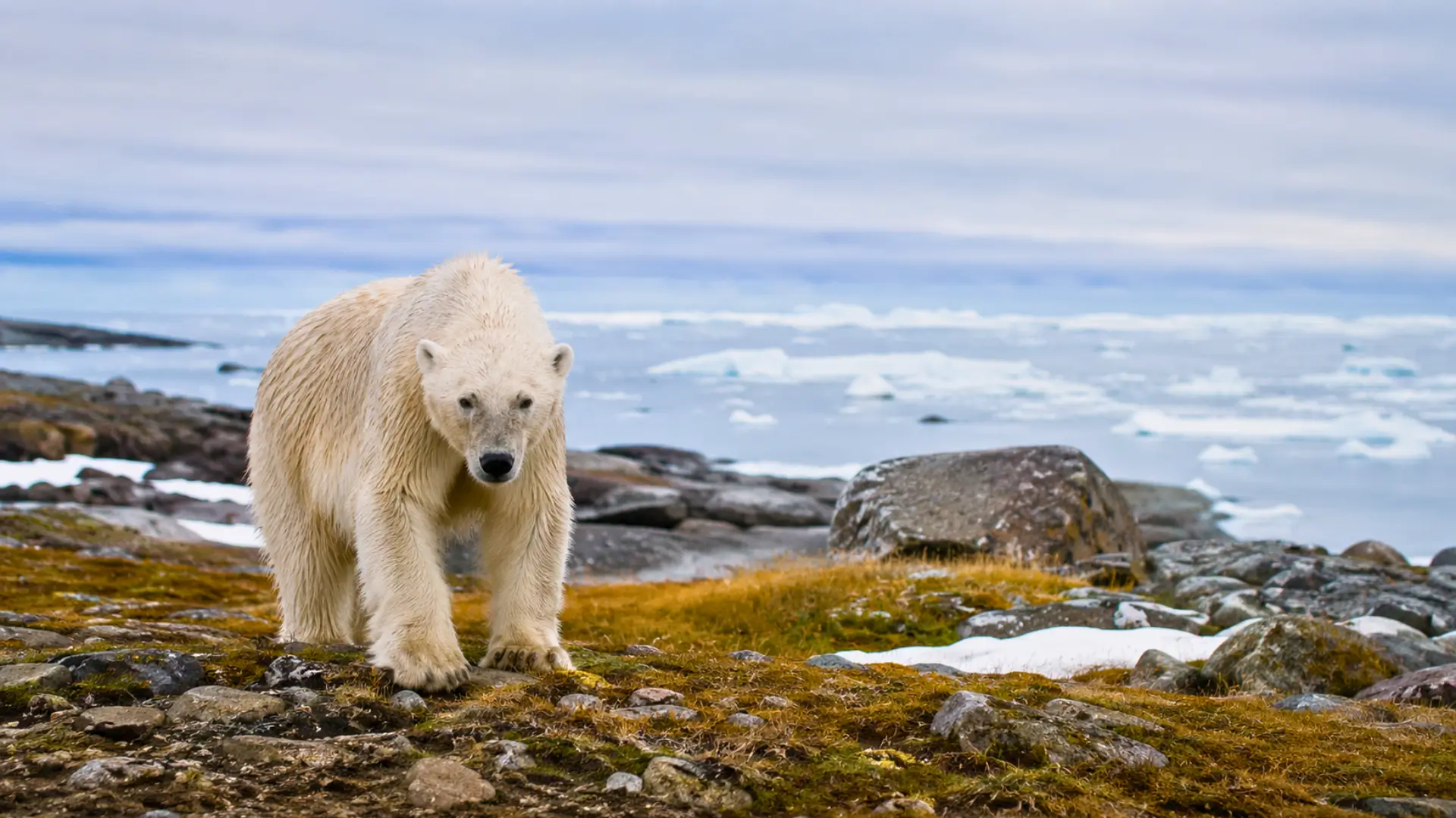 Ours polaire marchant sur une toundra rocheuse, avec des morceaux de banquise au loin sous un ciel gris arctique.