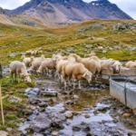 Berger âgé avec son troupeau de brebis près d’un ruisseau boueux et d’abreuvoirs métalliques dans un alpage des Alpes.