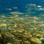 Banc de petits poissons nageant dans l’eau claire d’une rivière française au-dessus d’un fond de galets.