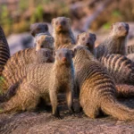 Groupe de mangoustes rayées réunies sur un rocher dans la savane, certaines dressées et attentives, sous une lumière naturelle.