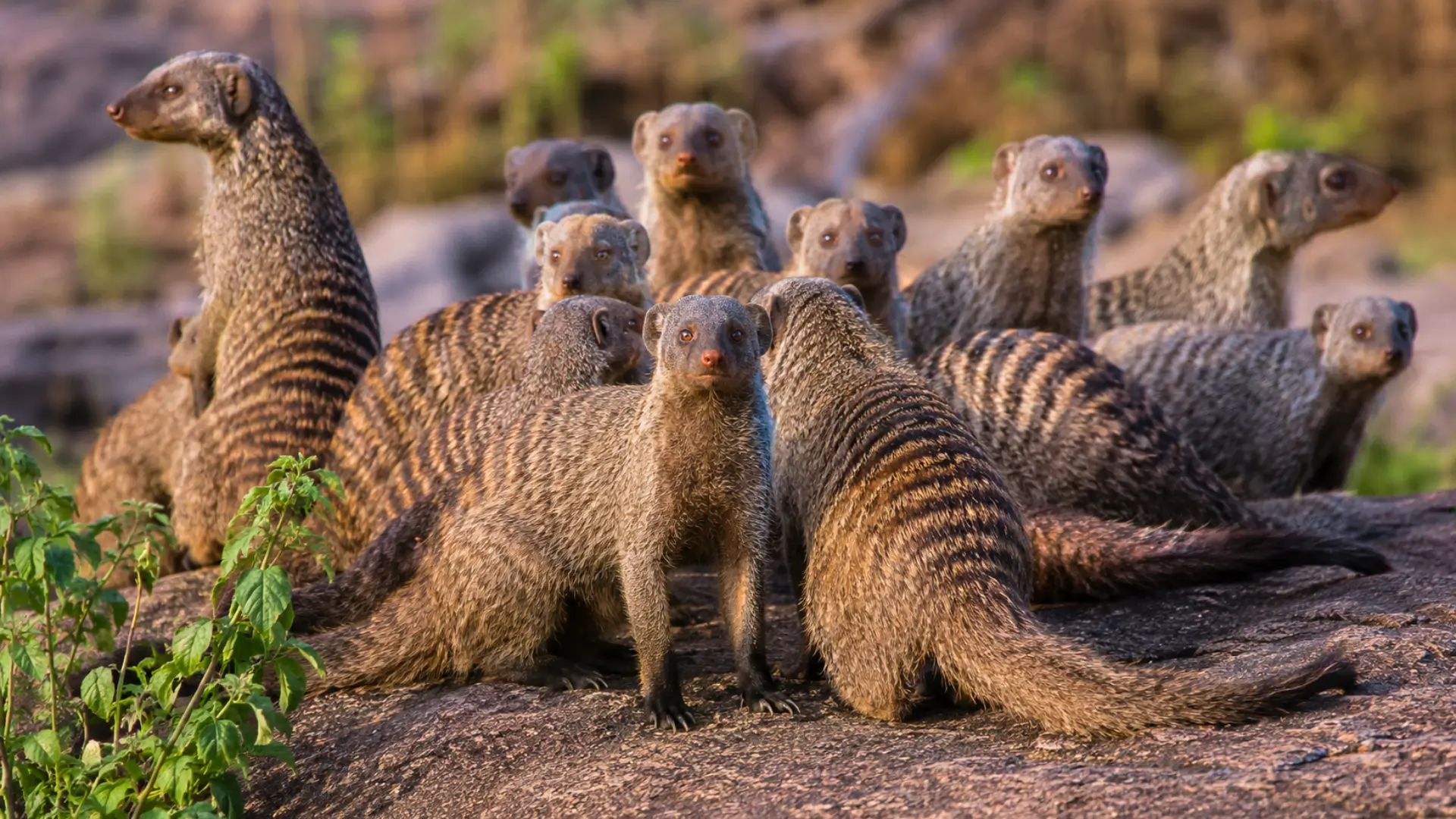 Groupe de mangoustes rayées réunies sur un rocher dans la savane, certaines dressées et attentives, sous une lumière naturelle.