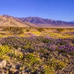 Floraison sauvage dans la Vallée de la Mort, avec des fleurs jaunes et violettes couvrant un paysage désertique entouré de montagnes.