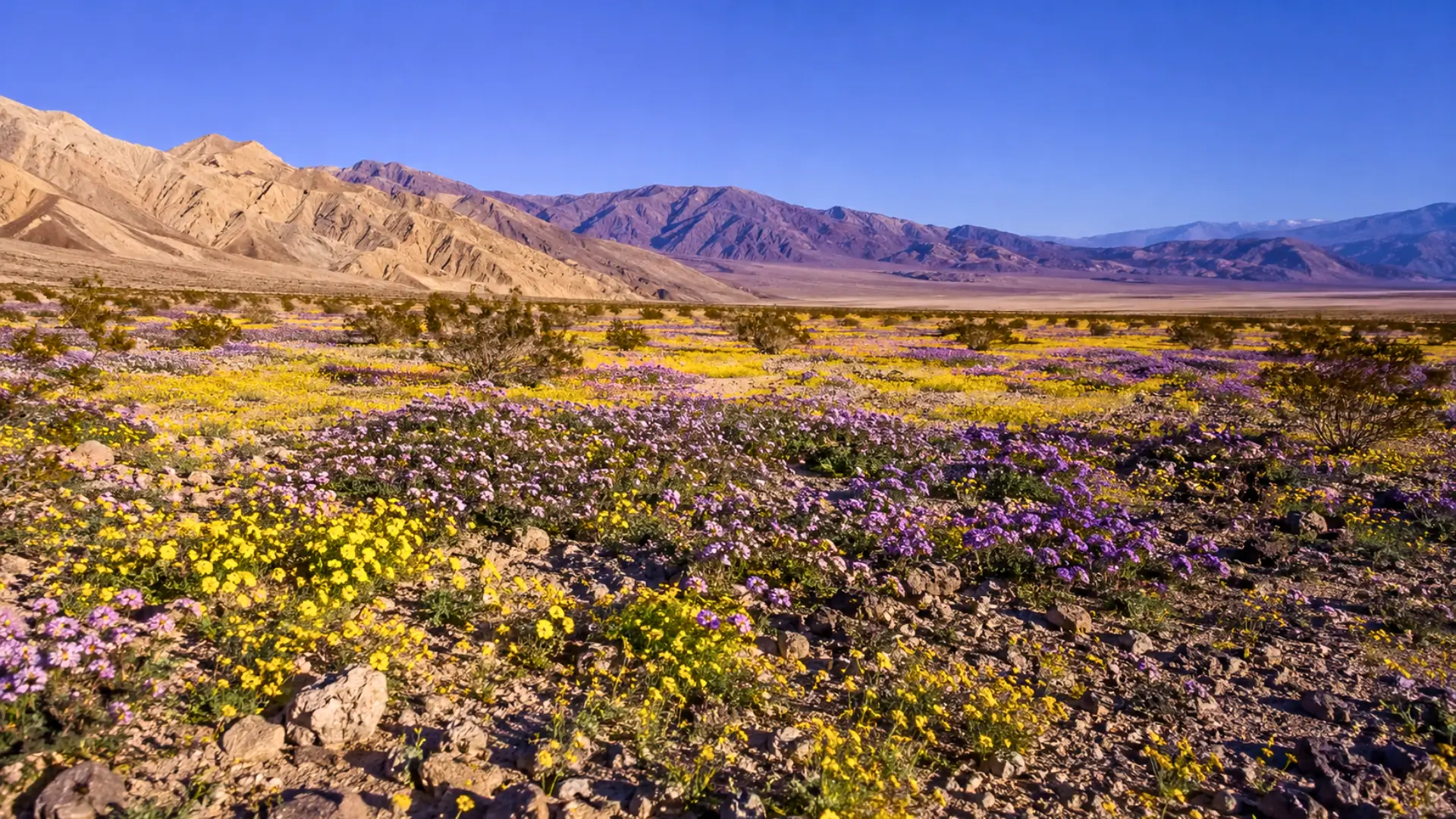 Floraison sauvage dans la Vallée de la Mort, avec des fleurs jaunes et violettes couvrant un paysage désertique entouré de montagnes.
