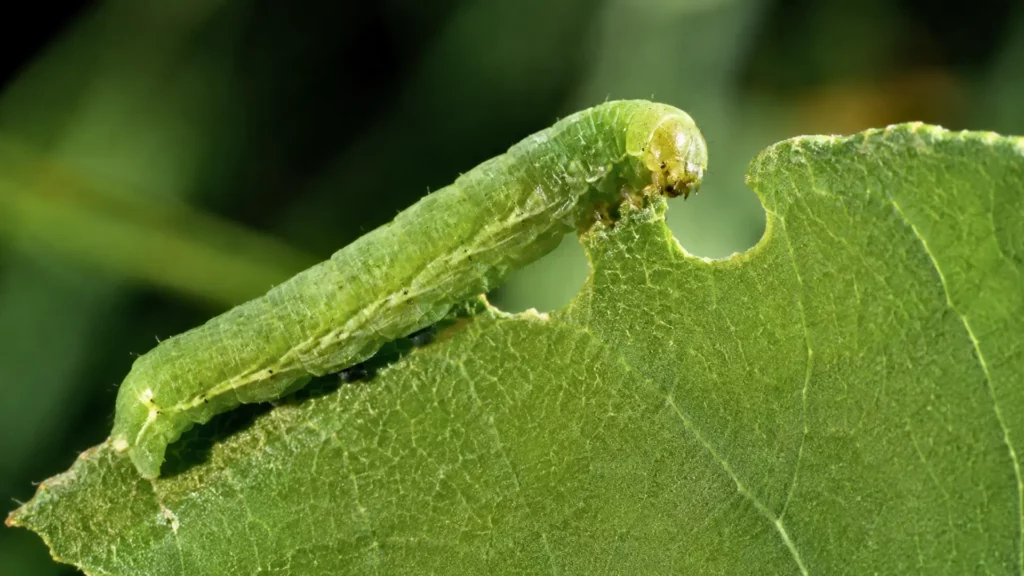 Chenille verte en train de mâcher une feuille, illustrant la réaction défensive des plantes face aux vibrations d’herbivores.