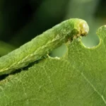 Chenille verte en train de mâcher une feuille, illustrant la réaction défensive des plantes face aux vibrations d’herbivores.