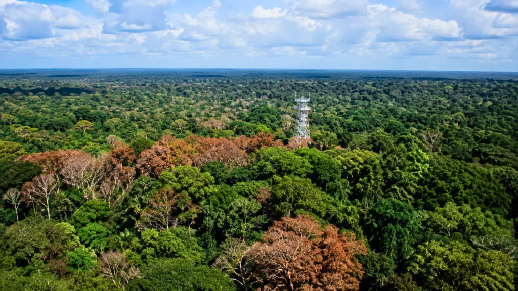 Vue aérienne de la canopée amazonienne touchée par la sécheresse, avec des zones d’arbres brunis et une tour scientifique au-dessus de la forêt.