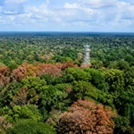 Vue aérienne de la canopée amazonienne touchée par la sécheresse, avec des zones d’arbres brunis et une tour scientifique au-dessus de la forêt.