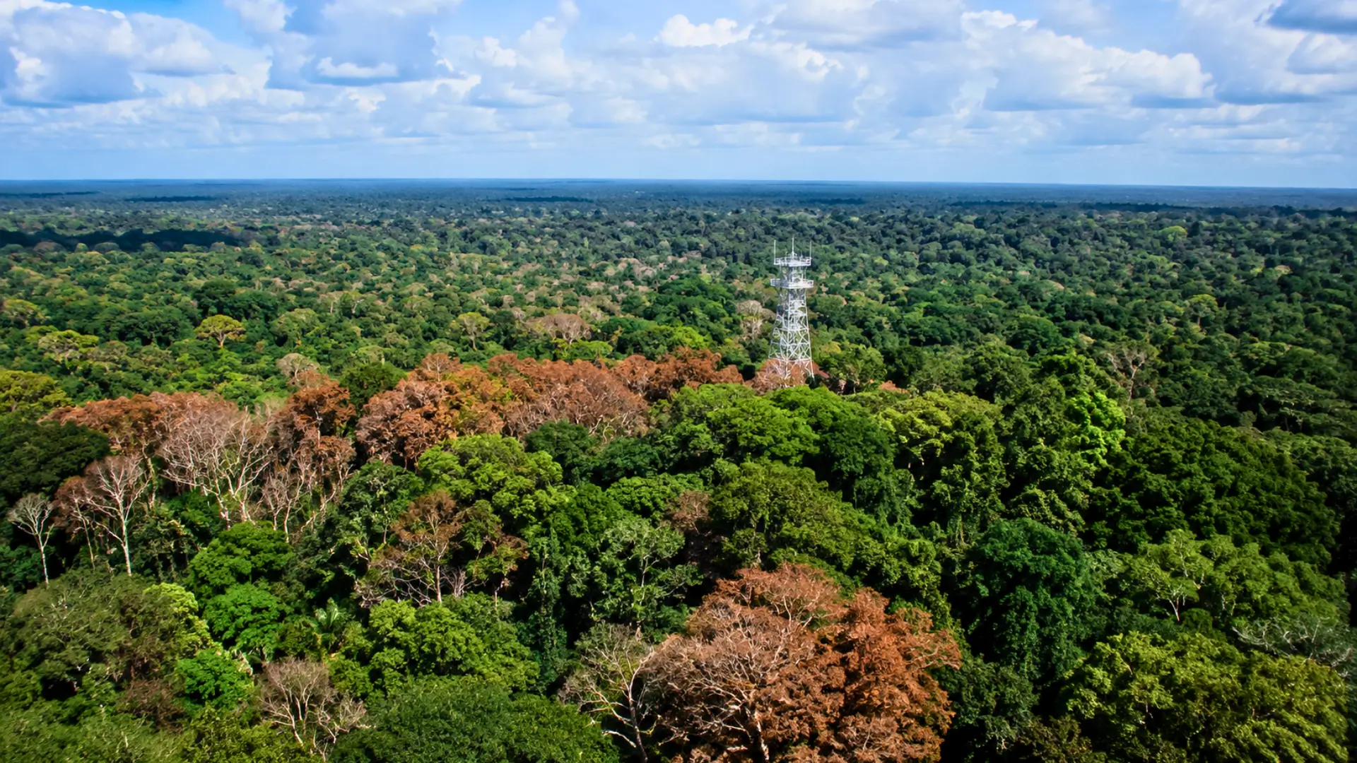 Vue aérienne de la canopée amazonienne touchée par la sécheresse, avec des zones d’arbres brunis et une tour scientifique au-dessus de la forêt.